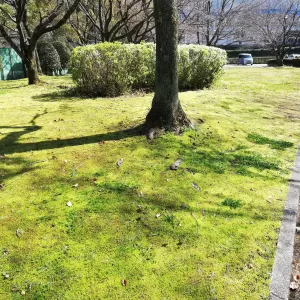 苔庭のススメのサムネイル