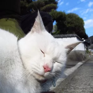 よく眠るためにのサムネイル