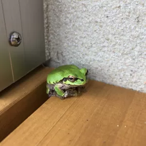 -庭造りことはじめ その3- 砂が来ましたのサムネイル