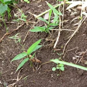 庭に植えてはいけない植物のサムネイル