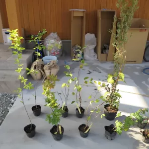 -庭造りことはじめ その6- 色んな植物のサムネイル