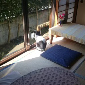 ひだまりって良いですよねのサムネイル