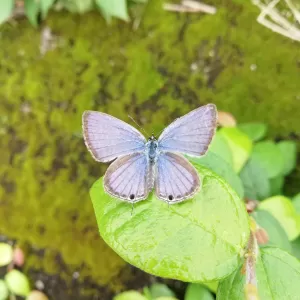 野の花に目を向けてのサムネイル