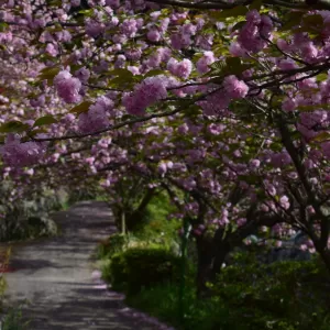 桜の木は庭植えに適さないのか…？のサムネイル