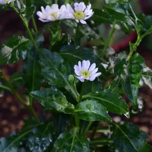 こんな木　こんな花(2)　ミヤコワスレのサムネイル