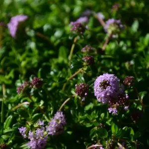 こんな木 こんな花(1)のサムネイル