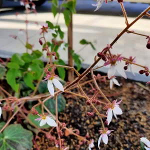 こんな木　こんな花(3)　ユキノシタのサムネイル