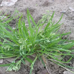 芝生は雑草になり得るのサムネイル