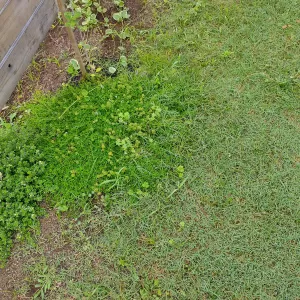 グランドカバーを植えるときの注意点のサムネイル
