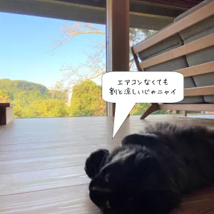 窓の相棒のサムネイル