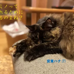 ネコと暮らす住まいのサムネイル