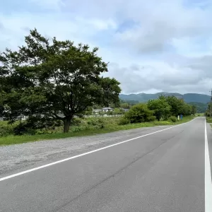 大きな木のサムネイル